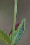 Fringed meadowbeauty